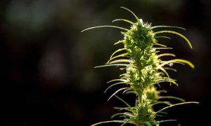 Fisiología del cannabis cómo funcionan sus estomas, tricomas y raíces