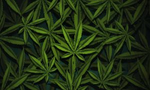 Puede el cannabis ayudar a restaurar suelos degradados Perspectiva agroecológica