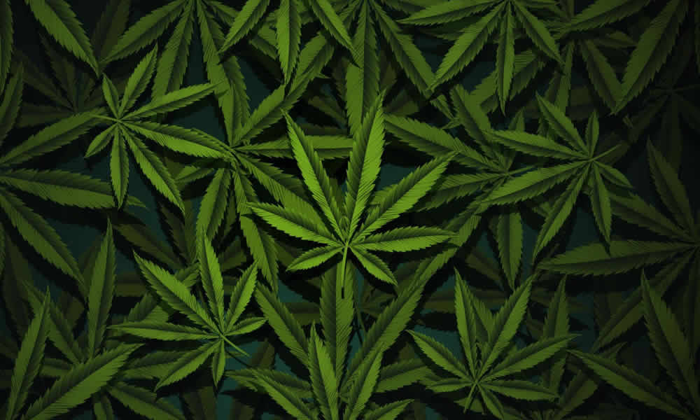 Puede el cannabis ayudar a restaurar suelos degradados Perspectiva agroecológica