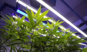 Altura de la luz sin complicarse una regla fácil para no quemar hojas