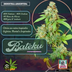Esquejes Bateku