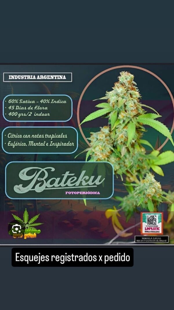 Esquejes Bateku